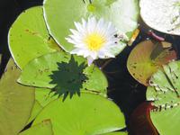 Fahrt mit den Mokoros im Okawango-Delta - Seerose