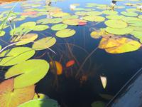 Fahrt mit den Mokoros im Okawango-Delta