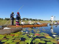 Fahrt mit den Mokoros im Okawango-Delta
