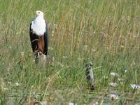 Fahrt mit dem Speetboot auf dem Thamalakane River zurück zur Lodge - Afrikanischer Fischadler