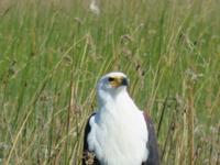 Fahrt mit dem Speetboot auf dem Thamalakane River zurück zur Lodge - Afrikanischer Fischadler