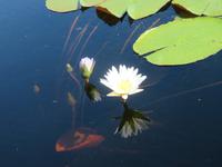 Fahrt mit dem Speetboot auf dem Thamalakane River zurück zur Lodge - Seerose