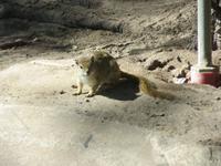 Thamalakane River Lodge - Baumhörnchen