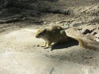 Thamalakane River Lodge - Baumhörnchen