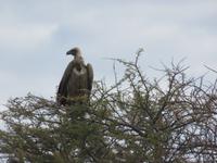 Fahrt nach Nata - Kragengeyer