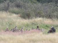 Fahrt nach Nata - Kragengeyer