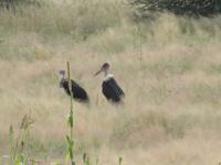 Fahrt nach Nata - Marabusstörche