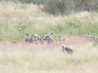 Fahrt nach Nata - Kragengeyer