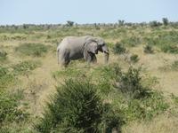 Fahrt nach Nata - Elefant