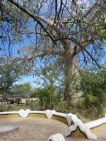 Fahrt nach Nata - Pause in der Planet Baobab Lodge