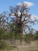 Fahrt nach Nata - Pause in der Planet Baobab Lodge - tausendjähriger Baobab