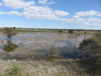 Fahrt nach Nata - die überschwemmte Savanne
