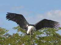 Fahrt nach Nata - Marabustrorch