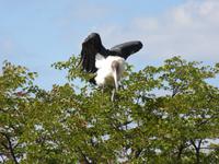 Fahrt nach Nata - Marabustrorch