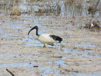 Fahrt nach Nata - Heiliger Ibis