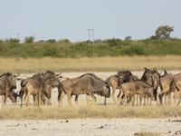 Pirschfahrt in der Sowa Pfanne - Gnus