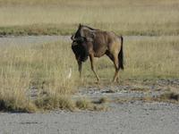 Pirschfahrt in der Sowa Pfanne - Gnus