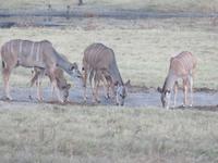 Hwange Safari Lodge - Impalas am Wasserloch