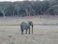 Hwange Safari Lodge -Elefant am Wasserloch