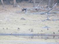 Hwange Safari Lodge - Impalas am Wasserloch