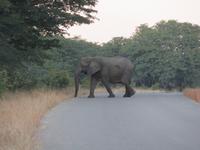 Pirschfahrt im Hwange Nationalpark - Elefanten kreuzen unseren Weg
