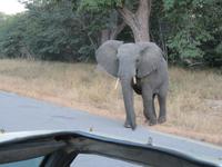Pirschfahrt im Hwange Nationalpark - ein neugierger Elefant betrachtet uns ganz genau