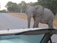 Pirschfahrt im Hwange Nationalpark - ein neugierger Elefant betrachtet uns ganz genau