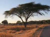 Pirschfahrt im Hwange Nationalpark - morgendliche Stimmung