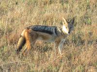 Pirschfahrt im Hwange Nationalpark - Schakal