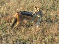 Pirschfahrt im Hwange Nationalpark - Schakal