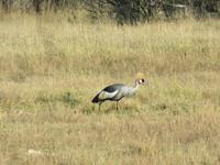 Pirschfahrt im Hwange Nationalpark -Kranisch