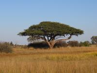Pirschfahrt im Hwange Nationalpark -Schirmakazie
