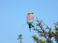Pirschfahrt im Hwange Nationalpark -Gabelkracke