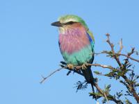 Pirschfahrt im Hwange Nationalpark -Gabelkracke