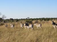 Pirschfahrt im Hwange Nationalpark -Zebras