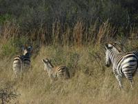 Pirschfahrt im Hwange Nationalpark -Zebras
