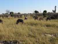 Pirschfahrt im Hwange Nationalpark -Gnus