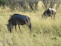 Pirschfahrt im Hwange Nationalpark -Gnus