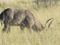 Pirschfahrt im Hwange Nationalpark - Wasserbock