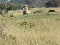 Pirschfahrt im Hwange Nationalpark - Wasserbock