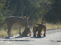 Pirschfahrt im Hwange Nationalpark - Löwen hautnah