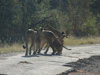 Pirschfahrt im Hwange Nationalpark - Löwen hautnah