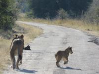 Pirschfahrt im Hwange Nationalpark - Löwen hautnah