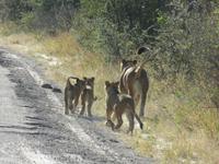 Pirschfahrt im Hwange Nationalpark - Löwen hautnah