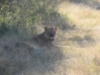 Pirschfahrt im Hwange Nationalpark - Löwen hautnah