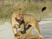 Pirschfahrt im Hwange Nationalpark - Löwen hautnah