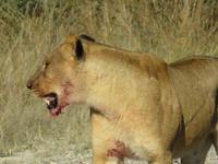 Pirschfahrt im Hwange Nationalpark - Löwen hautnah