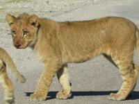 Pirschfahrt im Hwange Nationalpark - Löwen hautnah