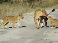 Pirschfahrt im Hwange Nationalpark - Löwen hautnah