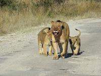 Pirschfahrt im Hwange Nationalpark - Löwen hautnah